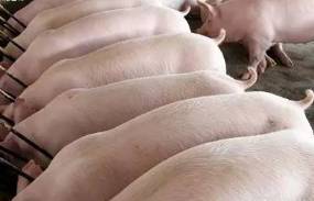 春秋季气温突然降低养猪户应该注意的七大问题
