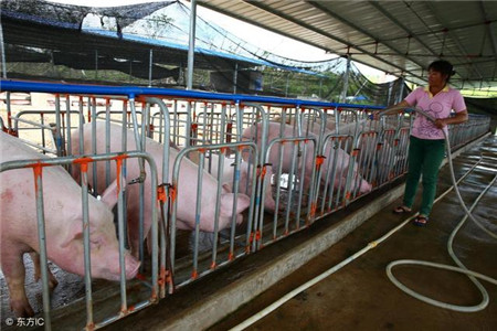 农村养猪每头能赚多少钱？农村养猪补贴政策