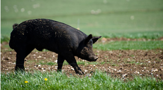面对目前猪价下跌的局面，记者了解到，已经有养殖户在考虑囤饲料维持饲养成本稳定来对冲猪价下跌。