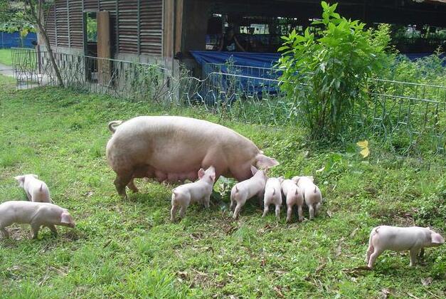 光照对猪群的生长发育竟然如此重要！