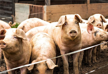 生猪价格跌至成本线，专家分析：屠宰行业有集体压价的“嫌疑”