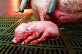 很多猪场反馈最近母猪下死胎的现象是什么问题？