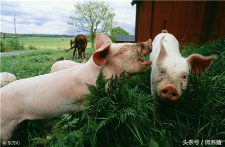 猪价终于上涨了，根据中国养猪网猪价系统显示，外三元生猪价格为11.41元/公斤，较昨日上涨0.1元/公斤。猪价仍处于成本线以下，根据现在猪市的基本面来看，此轮上涨可能存在巨大的危险。