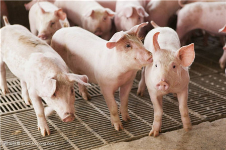全国人大代表替猪农说话：畜禽粪便是资源不是污染源