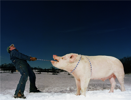降温10℃以上，天气变化打响猪场保卫战！