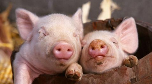 　据最新数据显示，2018年3月6日全国生猪均价为11.17元/公斤，与昨日持平。猪价超跌反弹，屠宰企业备货相对明显，部分地区猪价出现好转。
