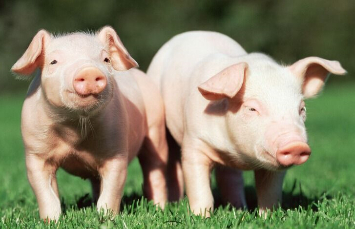 众所周知，2016-2017年，在政策助推之下，大北农、新希望、正邦、海大等饲料巨头纷纷加注，在全国各地跑马圈地，抢占国内生猪市场份额。