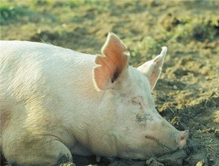春季是养猪的最佳季节，如果这个时期科学饲养，不仅猪长得快，而且猪病也很少发生，从而可以大大的降低了养猪成本，提高了养猪的经济效益。