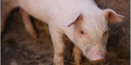 若真似2013年周期变化，养猪人应该怎么做？