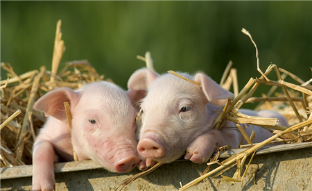 3月14日生猪价格走势 5省份猪价上涨，22省份猪价下跌