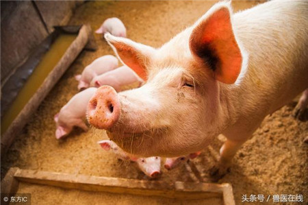 　今日生猪价格跌破前期低点，根据中国养猪网猪价系统显示，生猪价格为11.27元/公斤，打破前期低点11.35元/公斤。现在正处于倒春寒时期，养猪人的春天还有望吗?