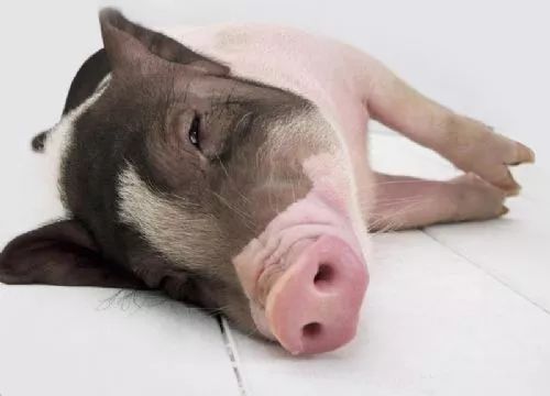 猪价暴跌是猪太多还是另有隐情？