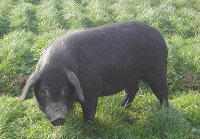 猪场的粪污资源化利用到底怎么评估？怎么才算合格？