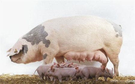 农村养猪人常吃的亏，85%的人都被坑过