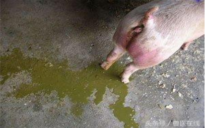 【实用】猪场流行性腹泻成功案例总结分享！