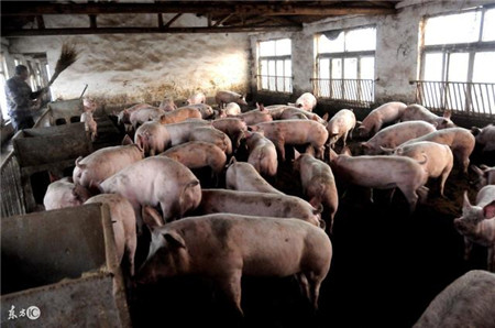 猪价惨跌，最倒霉的是农村养猪人，他们活该被淘汰？