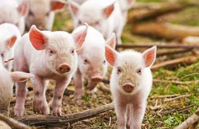 揭秘美国养猪业，值得养殖户们好好看看！
