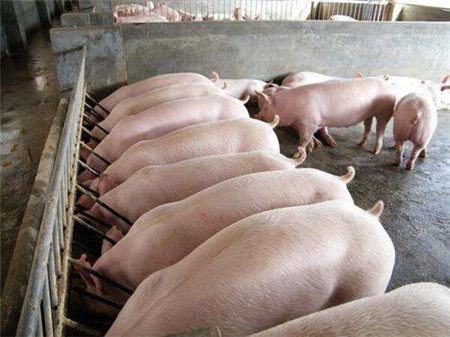 德国的批次化管理是比较适合我国养猪生产的，但是中国养殖规模和疫病情况复杂，中国养猪如何进行批次化生产，围绕这个问题，将为大家提供一个批次化生产的新思路。