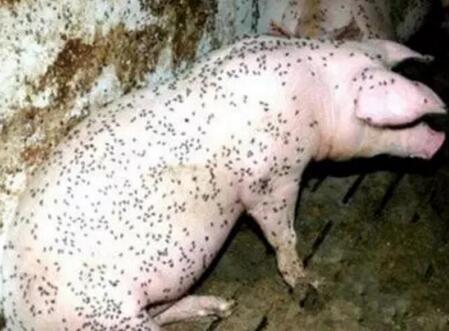 传播猪的各种疾病