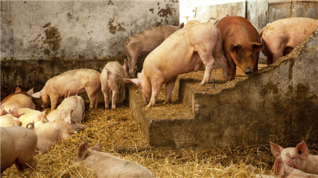 看规模化猪场如何管理怀孕舍！