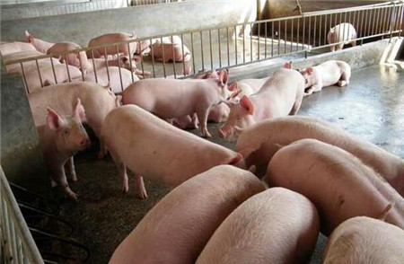 养殖户总结的20个治疗猪病土法 省时省钱疗效好