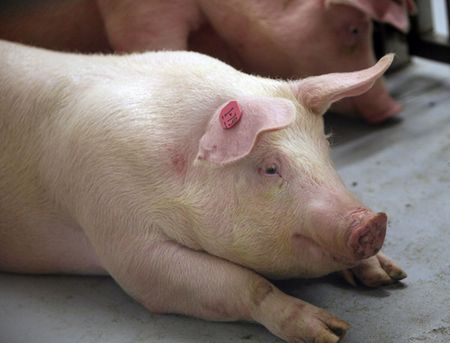 进口肉下降超35%！因国内猪价太低？