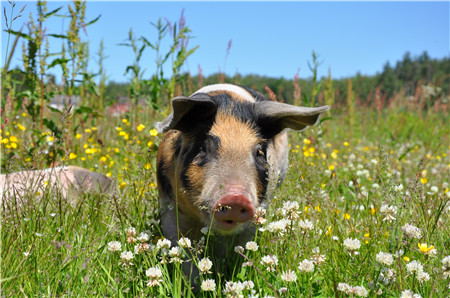 山东省畜牧兽医信息中心最新统计数据显示，3月12日－3月18日，山东生猪价格为10.95元／公斤，同比降低28.99％，环比下降3.52％，这是山东生猪价格连续第八周走低，目前生猪养殖跌至亏损线以下。