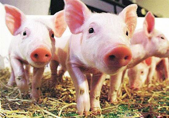 生猪价格有升温迹象，全国的养猪户们都挺过来了吗？