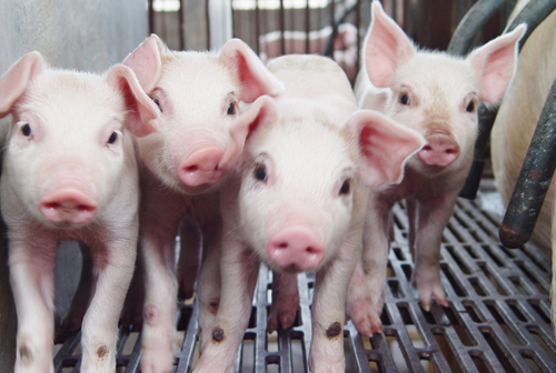 　但是，养猪市场并不是只有猪价暴跌这一坏消息，还有一个好消息，值得广大农村养猪户高兴！