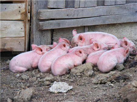 养猪技巧之中药食疗也能让猪增重治疗猪病