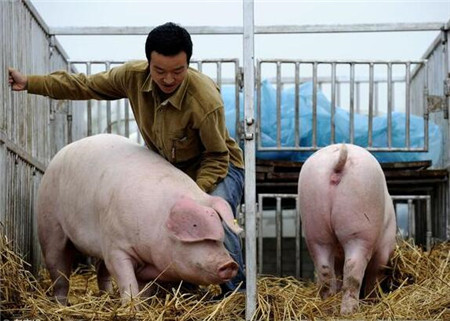 当前东北、华北猪价大幅上涨，判断猪价拐点已经到来还需观察。