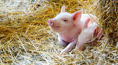 据阜阳新闻网报道，靠自己的劳动养猪赚钱本是天经地义，但如果因养猪污染了环境，不仅不能继续经营还要为此付出代价。
