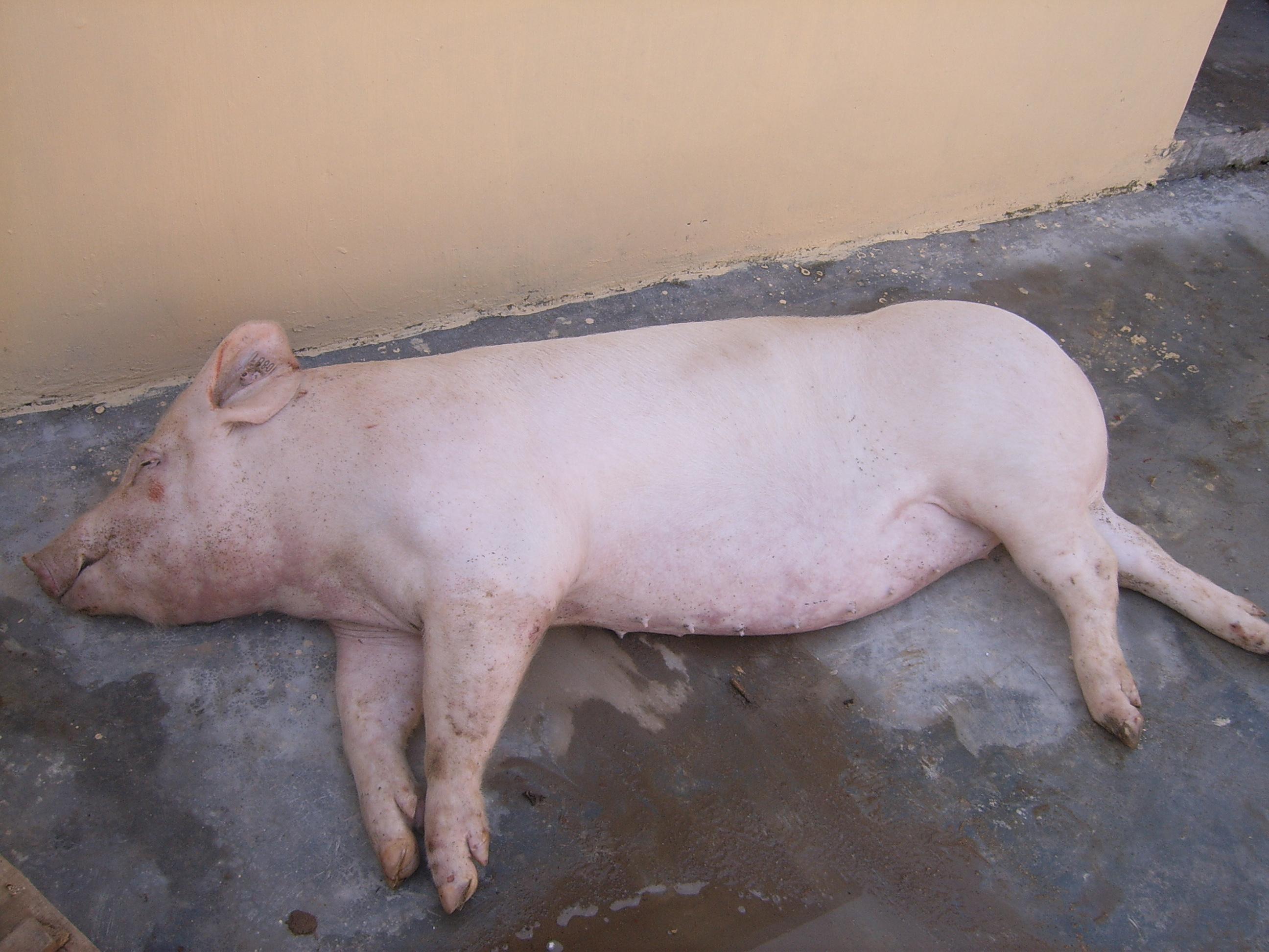 马闯：家庭农场在全球范围内都是养猪的基本单元