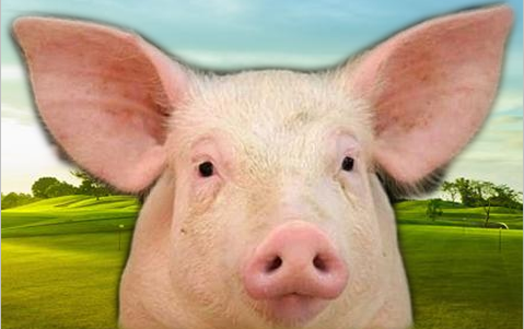 猪价上涨不是梦！中国今天正式对美国猪肉加征25%关税，美国行业协会担心失去最大出口市场