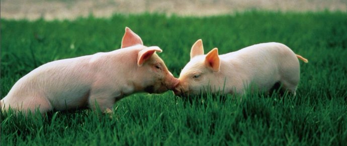 猪场的管理对于猪场的效益来说至关重要。本文就从以下4点浅谈猪场的管理。