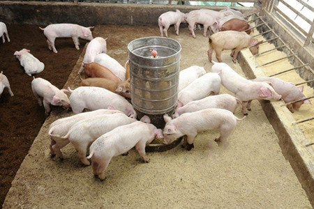 中国的已经有几千年的养猪历史了，在养猪的过程中，人们群众根据多年养殖经验，结合中医文化的理论，发明出很多有用的养猪偏方，巧妙解决养猪场的一些问题!