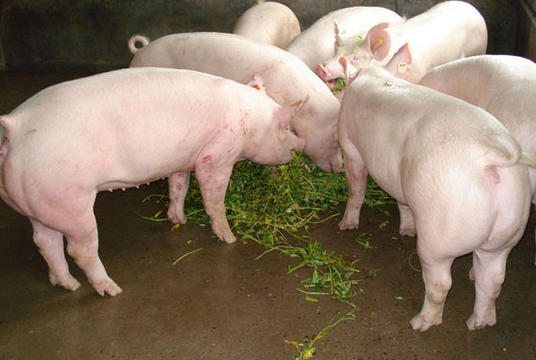 生物安全体系对于猪场的整体猪群健康、生产稳定至关重要，我们平常所说的生物安全，是指采取全方位的疾病防控措施，以预防新传染病传入猪场并防止其传播，