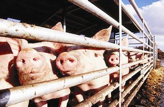 批次化生产--规模化猪场高效管理的趋势