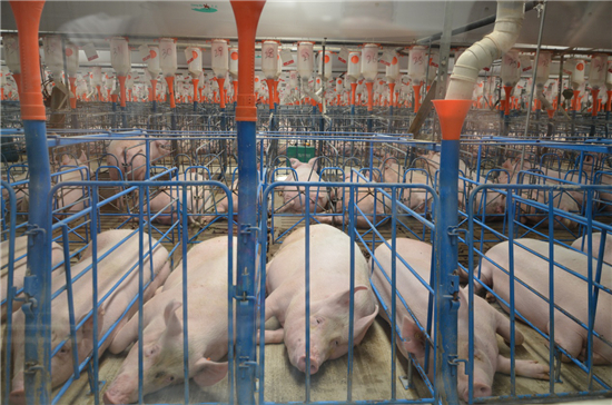　中国养猪业发展至今，成本管控已成为了规模化猪场存亡的关键。就养猪总成本而言，影响其高低的因素无外乎是内部外部两个方面。
