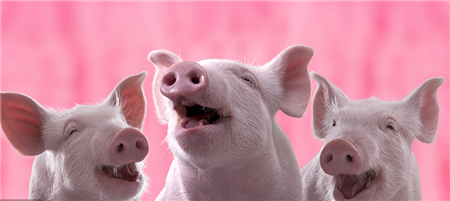 养好猪的关键是什么？看看养猪专业户怎么说！