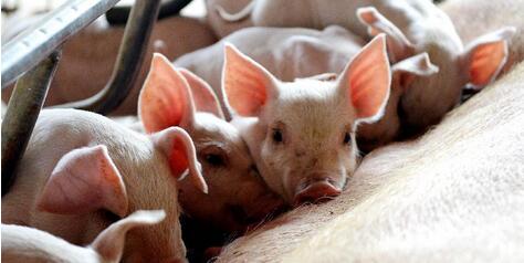 4月3日夜，国家发改委通过官方网站和公众号发布文章《猪粮比价跌入蓝色预警区域 生猪生产出现过剩苗头》，全文如下：