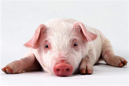 自4月1日中国商务部宣布对猪肉及制品等8项进口商品加征关税税率为25%消息发布后，引发美国国内猪农震动，因为他们对中国市场越来越依赖。