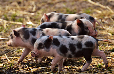 美国中文网4月6日报道称，中国是伊州第二大猪肉出口国，一旦中国开始增收25%的进口关税，将影响当地2000多家养猪户的生计。