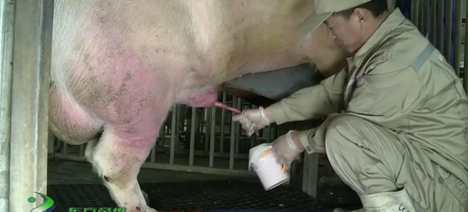 人工授精技术在猪场中的应用非常广泛，但合格的操作是什么？新手们如何做好采精工作？如何正确稀释精液呢？