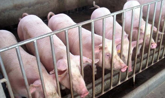 【国际猪业】（记者 艾伦）广东温氏食品集团股份有限公司4月9日晚发布的2017年报显示，截至去年底公司拥有5.54万户合作养殖农户（或家庭农场），其中养猪户2.10万户。