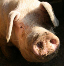 　猪场管理，主要有人员管理和饲养管理两个方面。人员管理是门艺术，而饲养管理是门技术。