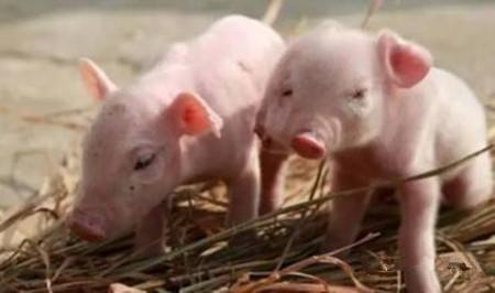 现在大多数猪场母猪的饲养规程都有一定的范围，这就意味着日粮和饲养标准在各猪场间差别其实很大。