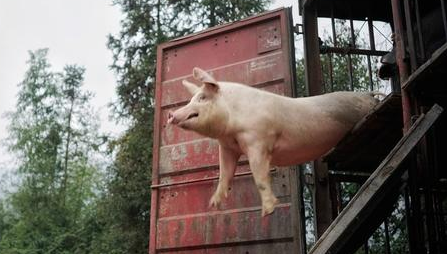 农业部、商务部监测4月第1周白条肉出厂均价及白条猪价格持续下跌。虽近期生猪价格有逐渐趋稳的迹象，但市场供应过剩格局持续，猪肉消费不佳，价格持续走跌。