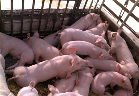 猪作为一个群居动物，对于自己的领地相当在意。细心的朋友会发现圈舍里的猪睡觉，吃食基本都很固定。