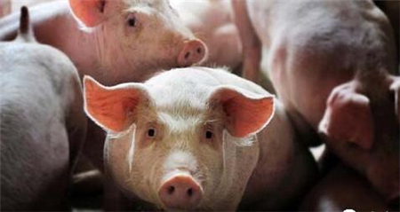 　　猪肉价格：农业部、商务部监测4月第2周白条肉出厂均价及白条猪价格持续下跌。市场需求并无明显好转，供应过剩矛盾仍较突出，猪肉价格持续跌势。